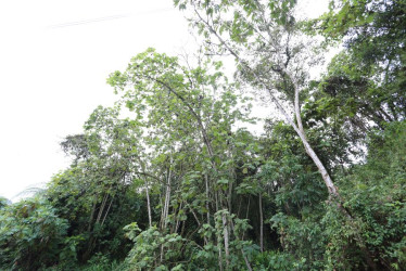 Foto| Luis Trejos | LA PATRIA  Estos son los arboles que según una residente no han sido atendidos por la Alcaldía. 