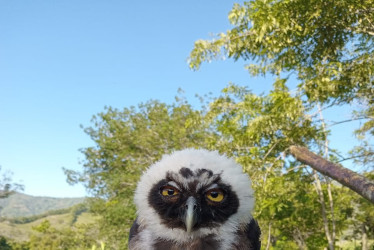 El búho sufrió una lesión en un ala y debieron trasladarlo a un centro de rehabilitación de fauna de Corpocaldas.