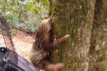 El oso perezoso de dos dedos (Choloepus hoffmanni) sale del guacal para entrar en su hábitat natural, en donde fue liberado.