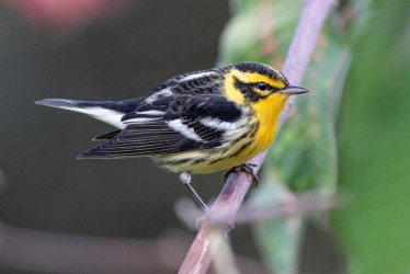 La reinita gorginaranja (Setophaga fusca)