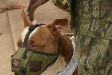 Policía mata perro en Manizales: sepa qué ocurrió