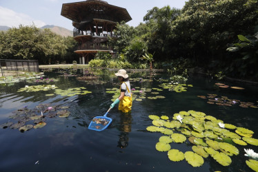 Hay quienes dicen que el oro es de color verde, el verde de las plantas y así lo cuidan en el Jardín Botánico de Cali