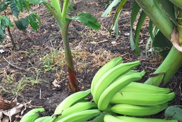 Los ladrones dañaron las matas de plátano para hurtar los racimos.