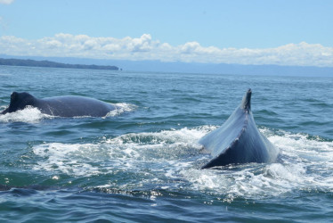 avistamiento de ballenas