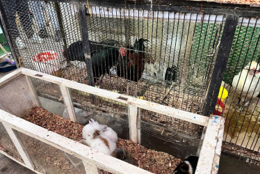 Algunos ciudadanos reportan inconvenientes y diferencias con la venta de animales que tienen en el pabellón 4 de La Galería.