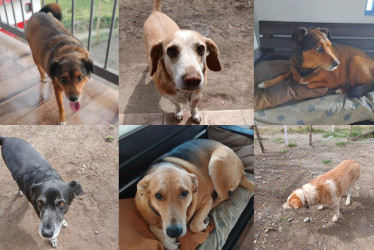 La seis caninas para adopción en Manizales. 