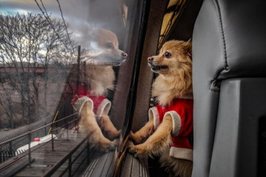 Foto| Freepik | LA PATRIA  "Las personas que transporten mascotas son responsables de su cuidado y del contenedor que usen para llevarlo, bajo las normas de higiene y comodidad para los demás pasajeros", explica  la Secretaría de Tránsito, Movilidad y Seguridad Vial de Neira. 