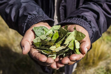 La propuesta del Minjusticia busca reglamentar estos usos de la amapola y la coca bajo un enfoque de "derechos humanos, justicia social y promoción al tránsito a economías lícitas".