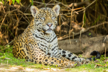 El jaguar es el mayor felino de América.