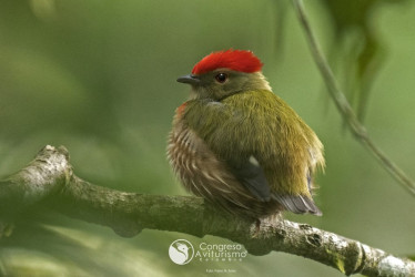 Saltarín rayado o dulce de anís (Machaeropterus striolatus)