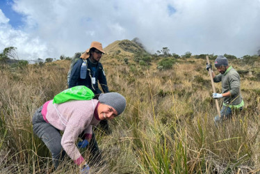 Voluntarios del Sena Caldas participaron en siembra de frailejones a más de 4.000 msnm.