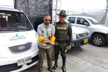 Las zarigüeyas son los animales más reportados por los manizaleños para su rescate.