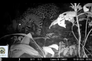 El grupo investigador avistó varios individuos de jaguar en la zona a través de cámaras trampa