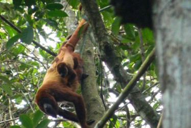 Pereira será sede del V Congreso Latinoamericano de Primatología y el IVCongreso Colombiano, un evento que reunirá a investigadores, estudiantes y comunidades