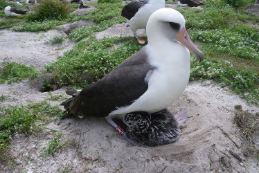 Wisdom, albatros hembra de 74 años, es el ave salvaje más longeva del mundo. Ha puesto unos 60 huevos en su larga vida.