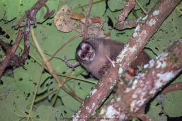 Mono nocturno (Aotus lemurinus) en la Universidad de Manizales.