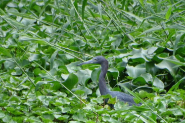 El avistamiento de aves contribuyó a que Colombia siguiera siendo líder en el 2024 con su enfoque de sostenibilidad y biodiversidad. En la imegen, una Egreta caeruela. 