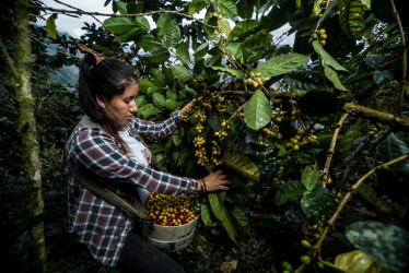 Contrario a Brasil, la producción de Colombia sigue creciendo, junto con un repunte en los precios del grano.