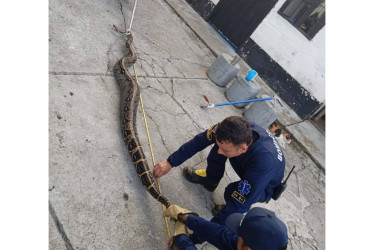 Esta boa merodeaba por un solar, cerca de un corral.