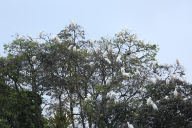 Garzas en el sector de El Cable, en Manizales.