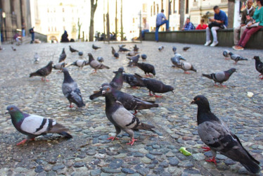 La Alcaldía de Manizales entrega recomendaciones a los ciudadanos sobre qué hacer y no hacer con las palomas e la ciudad. 