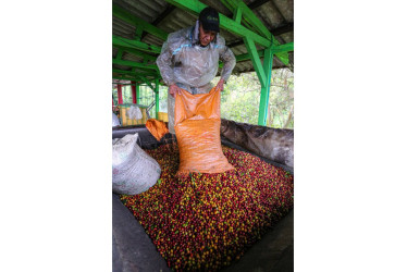 Producción de café