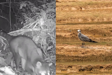 Mapache cangrejero y gaviota reidora