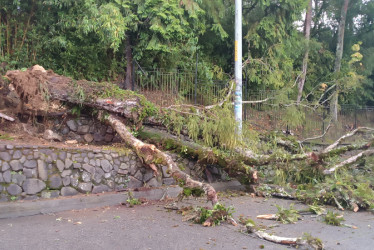 Foto | Cortesía Secretaría de Medio Ambiente | LA PATRIA  El árbol cayó debido a las fuertes lluvias.