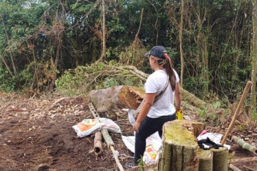 De acuerdo con las autoridades ambientales, delincuentes talaron por lo menos 30 árboles.