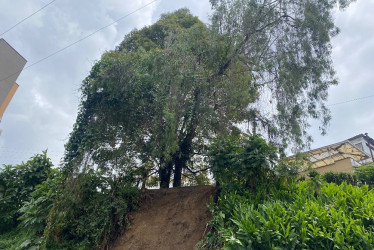 Fotos | Cortesía | LA PATRIA  Este es el árbol que preocupa a la comunidad. 