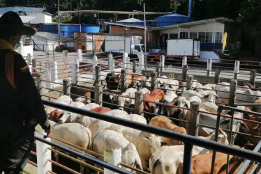 Se calcula que los ladrones se habrían llevado cerca de 100 cabezas de ganado de la finca en La Dorada.