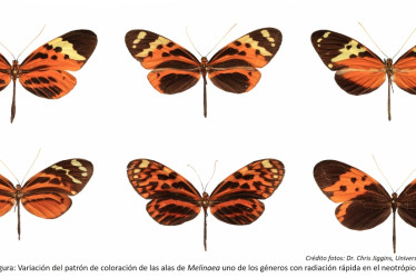 Variación del patrón de coloración de las alas de Melinaea, uno de los géneros con radiación rápida en el neotrópico.