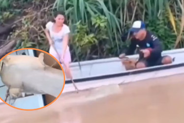 Pescadores del río Caquetá capturaron un enorme bagre amarillo, causando asombro y polémica en la región.