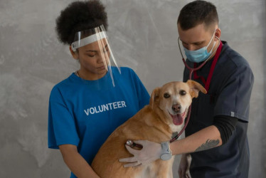 Cuidar a quienes cuidan: la formación que conecta salud animal y emocional