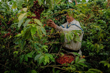 Entrevista con Paula Cortés Calle, presidente ejecutiva de la Asociación Colombiana de Agencias de Viajes y Turismo (Anato). Estos son los retos del turismo en el Eje Cafetero y el país. El sector supera las divisas del café y se acerca al petróleo.