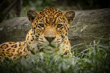 Lea las historias de Chaac y Milagros, los jaguares que encontraron una familia en el Bioparque Ukumarí de Pereira tras sufrir el tráfico ilegal de fauna.