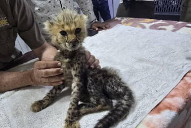 Los guepardos iban a ser traficados hacia el golfo Pérsico.