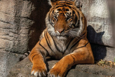 Tigre de Sumatra en el Zoo de Aalborg de Dinamarca. 