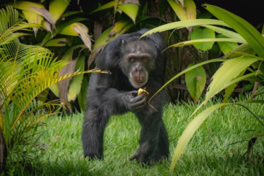 El chimpancé Yoko lleva cuatro meses viviendo en el Santuario de Grandes Primates de Sorocaba (Brasil). Antes estuvo siete años en el Bioparque Ukumarí de Pereira. Actualmente, por su estado de humanización, se le dificulta socializar con otros animales de su especie.