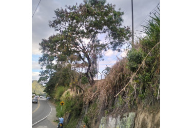 Este es el árbol que preocupa a los vecinos de ese sector.