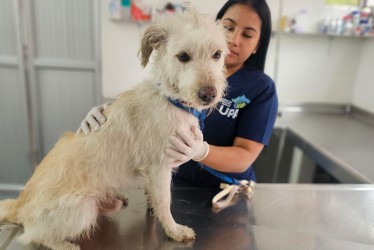 La unión entre ciudadanía e instituciones refleja la importancia del trabajo articulado para frenar el maltrato animal. 