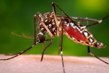 A la semana epidemiológica 34 (correspondiente al periodo comprendido entre el 18 y el 24 de agosto de 2024), se registraron 2.078 casos de dengue.