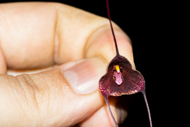 La flor de la Dracula colombiana es de entre dos y tres centímtros de diámetro en su centro.