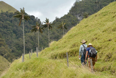 El Valle Alto de Cabras destaca por su diversidad en flora y fauna silvestre. El lugar alberga especies como el trogón enmascarado (Trogon personatus) y mamíferos que ayudan en la diseminación de semillas, enriqueciendo el ecosistema.