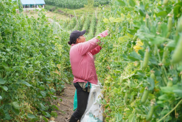 Lanzan un salvavidas a productores afectados por el clima en Colombia. Finagro amplía beneficios de una línea de crédito. Siga estos cuatro pasos.