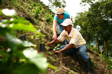 La industria cafetera colombiana se enfoca en que sus procesos productivos sean más amigables con el medioambiente.
