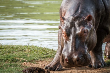 El incidente ocurrió en la madrugada de este viernes (5 de septiembre) en el río Sassandra, en la ciudad de Buyo. 