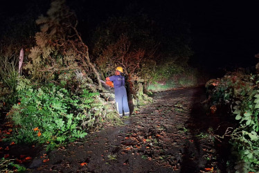 Los árboles derribados obstruyeron la carretera.