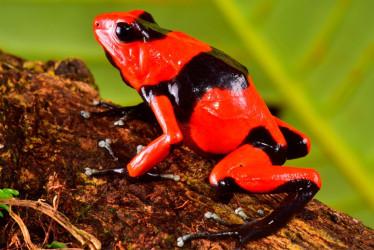 Colección Nacional de Anfibios: patrimonio científico y cultural de Colombia