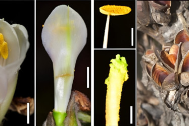 Puya farallonensis, la nueva joya botánica de Colombia que podría extinguirse
